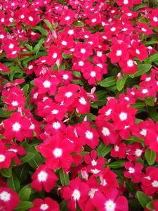 Catharanthus roseus (Vinca Periwinkle)