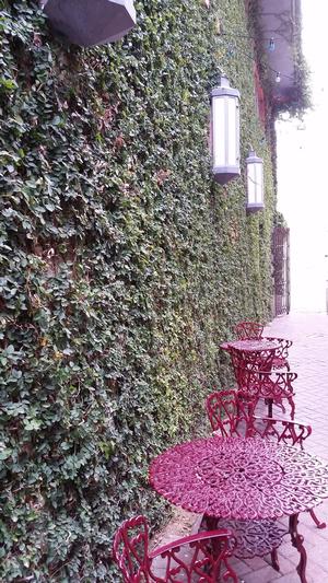 Ficus pumila (Fig Vine)