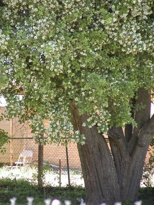 Ehretia anacua (Anacua)