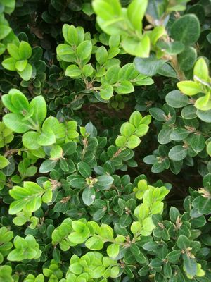 Buxus microphylla (Boxwood, Wintergem)