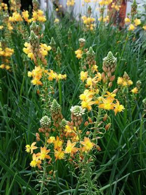 Bulbine frutescens (Bulbine)