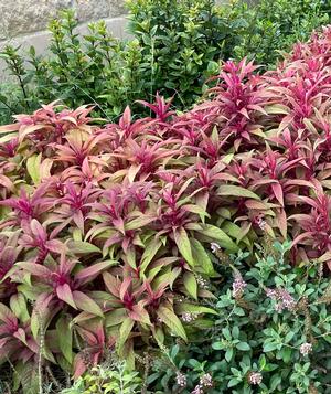 Celosia argentea plumosa (Celosia Dragon's Breath)