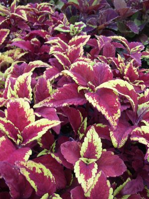 Coleus x (Coleus, Mixed)