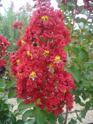 Lagerstroemia indica (Crape Myrtle, Dynamite)