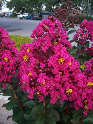 Lagerstroemia indica (Crape Myrtle, Pink Velour)