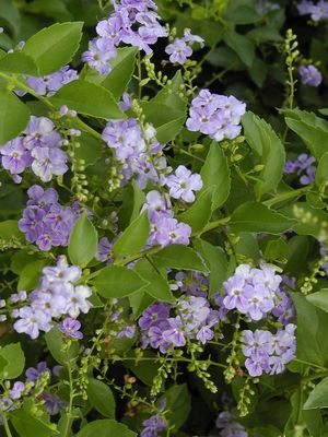 Duranta erecta (Duranta)