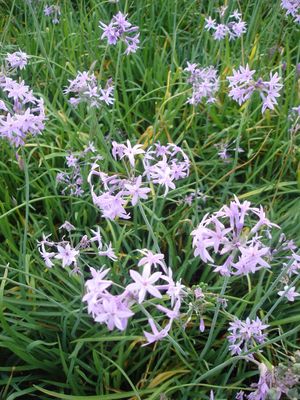 Tulbaghia violacea (Garlic (Society))