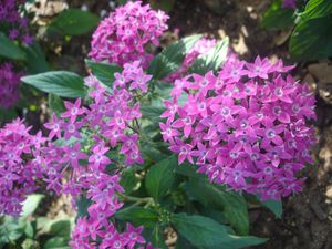 Pentas lanceolata (Pentas, Violet)