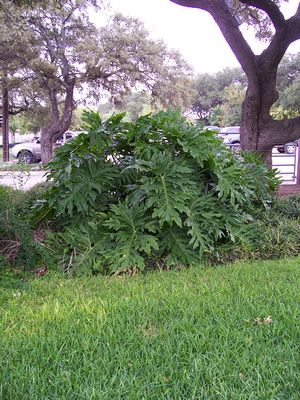 Philodendron selloum (Philodendron, Split Leaf)