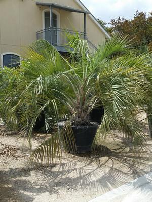 Butia capitata (Palm, Pindo)