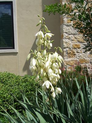 Yucca recurvifolia (Yucca, Weeping)