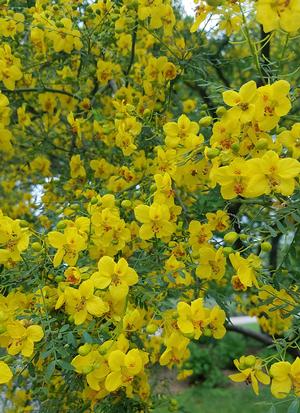 Parkinsonia aculeata (Retama Tree)