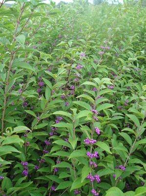 Callicarpa dichotoma (Issai Beautyberry)