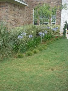 Agapanthus orientalis (Agapanthus, Elaine)