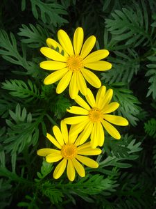 Gamolepis chrysanthemoides (Daisy, Bush)