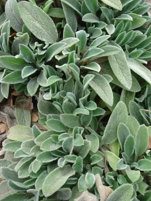 Stachys byzantina (Lamb's Ear)