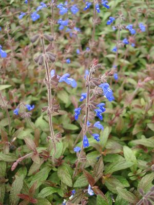 Salvia sinaloensis (Salvia, Blue)