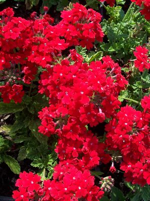 Verbena x hybrida Verbena, Red from Mortellaros