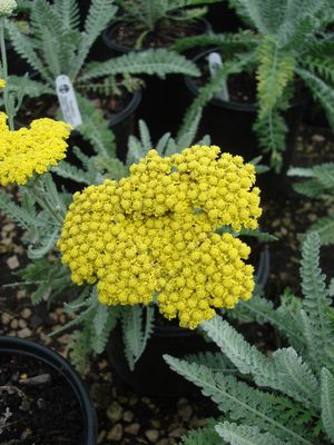 Achillea millefolium (Yarrow, 
