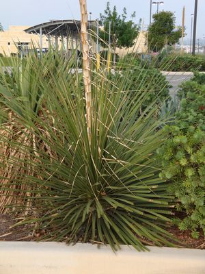 Dasylirion texanum (Yucca, Sotol)