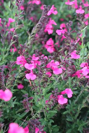 Salvia greggii (Salvia, Greggii Pink)