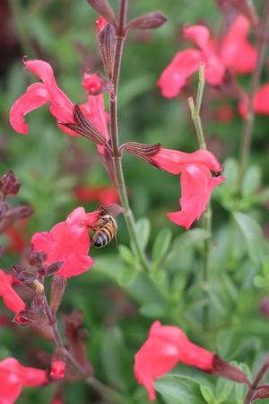 Salvia greggii (Salvia, Greggii Coral)