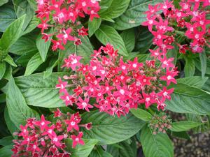 Pentas lanceolata (Pentas, Red)