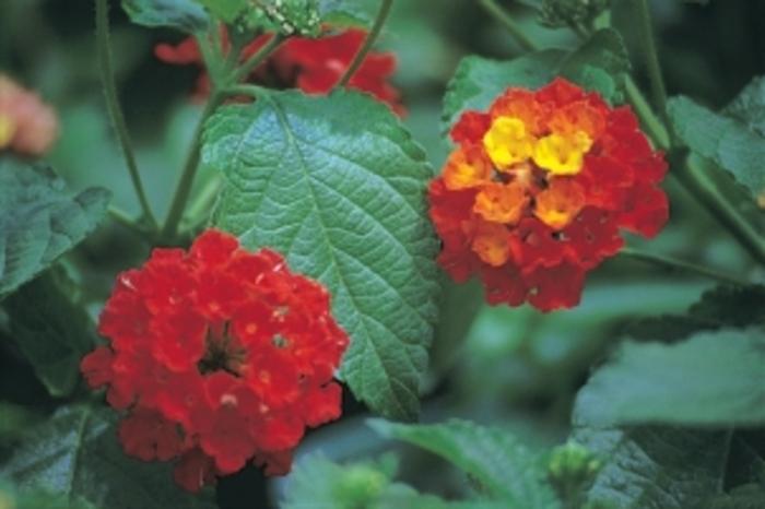 Lantana sp. 