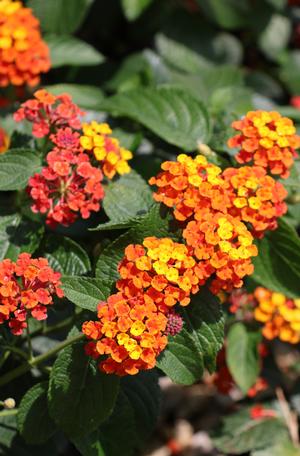 Lantana sp. (Lantana, Radiation)