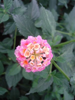 Lantana sp. (Lantana, Irene)