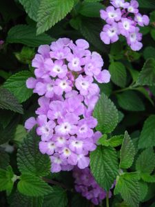 Lantana sp. (Lantana, Purple)