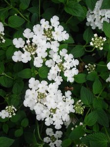 Lantana sp. (Lantana, White)