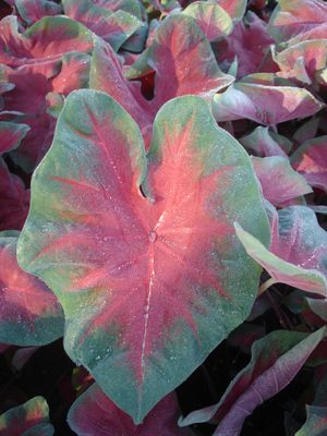 Caladium x (Caladium)