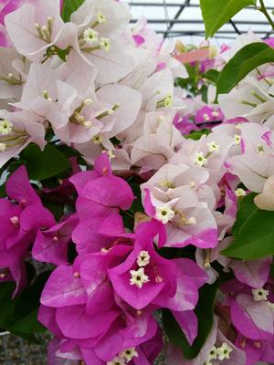 Bougainvillea x (Bougainvillea)