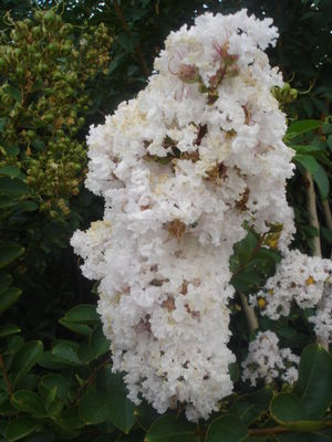 Lagerstroemia indica (Crape Myrtle, White)