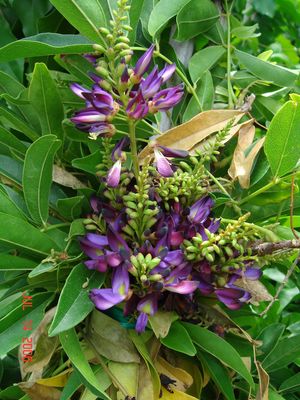Millettia reticulata (Wisteria, Semi-Evergreen)