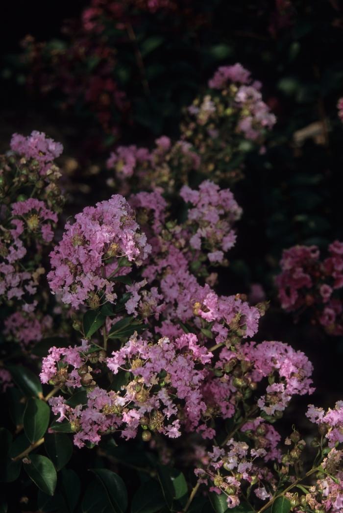 Lagerstroemia indica Delta Blush