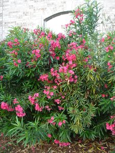 Nerium oleander (Oleander, Pink)