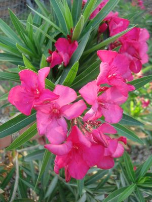 Nerium oleander (Oleander, Red)