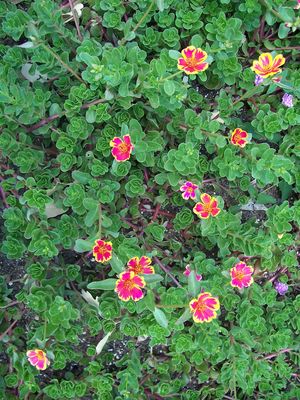 Portulaca oleracea (Purslane)