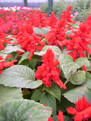 Salvia splendens (Salvia, Red Hot Sally)