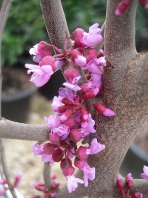 Cercis reniformis (Redbud, Mexican)