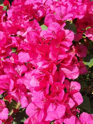 Bougainvillea x (Bougainvillea, Barbara Karst (Red))