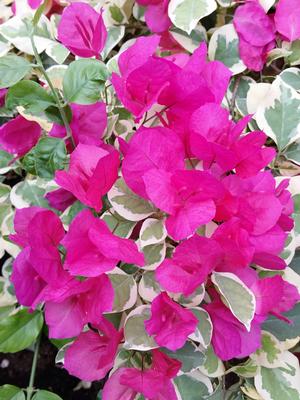 Bougainvillea x (Bougainvillea, Variegated Vickie)