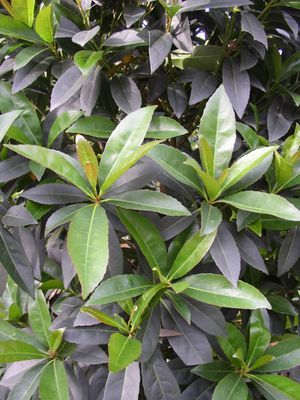 Elaeocarpus decipiens (Japanese Blueberry Tree - Tree Form)