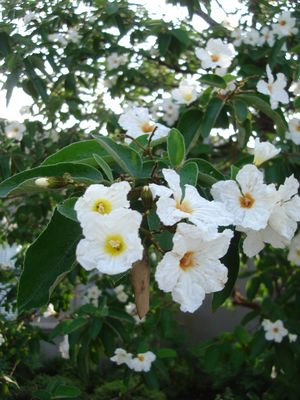 Cordia boissieri (Olive, Mexican)