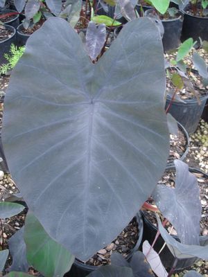 Colocasia esculenta (Elephant Ear)