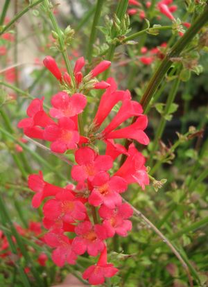 Russelia sp. (Russelia, Red)