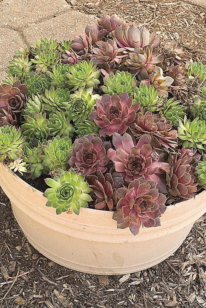 Sempervivum tectorum 