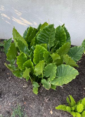 Alocasia sp. (Elephant Ear)